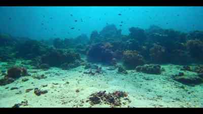One expectant mother is
especially inventive - Our Oceans