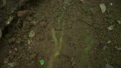 ..one that follows
a river of leaves - The Green Planet