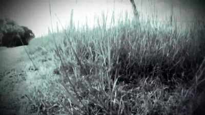 ONE FREAKISH FEATURE OF THE BEAST - Strange Evidence