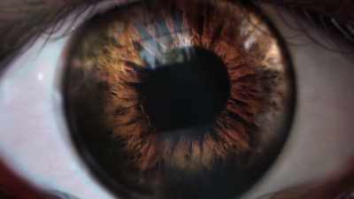 One group of cells, called the cones, - Human: The World Within