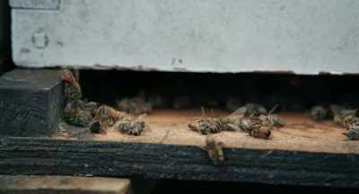 One guy doesn't know the other
guy's bees are there, - The Pollinators