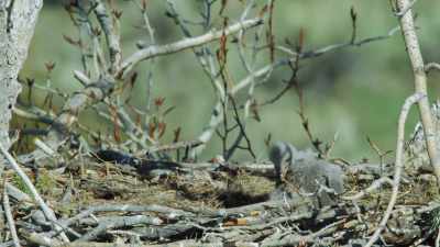 One healthy chick is better
than two going hungry. - Epic Yellowstone