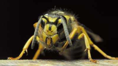 One hornet can easily shred,
like, 20 bees. - Absurd Planet
