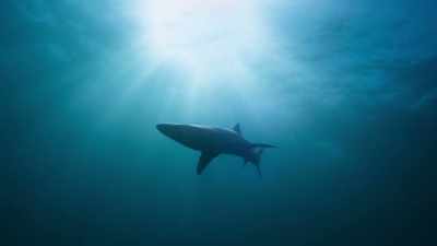 One hundred million sharks
are killed every year, - Our Planet