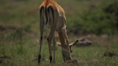 One impala, has drifted away from the herd. - Chasing the Rains