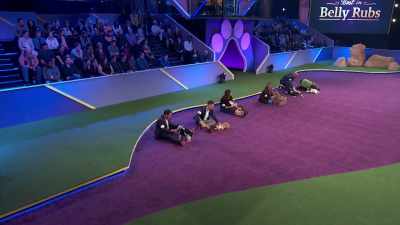 One last look, as all the competitors - 2022 American Rescue Dog Show