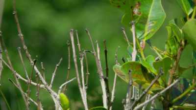 One last meal from its luckless
foster parents... - Attenborough's Life in Colour