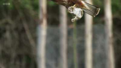 One less youngster, - Wild Isles
