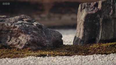 One moment the stones are
moss-covered islands - The Art of Japanese Life
