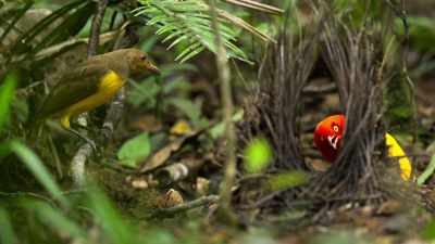 One more step
and she'll be in his bower. - Dancing with the Birds
