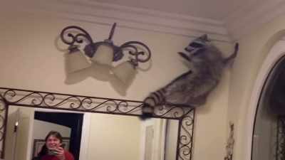 One neighborly critter
decides to drop by - Neighborhood Wars