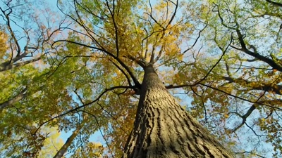 'One oak tree
is still dropping acorns. - A Year on Planet Earth