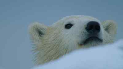 One of Aurora's cubs, Kaska, - Predators