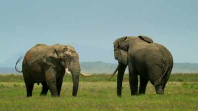One of her sisters is in season, - Serengeti
