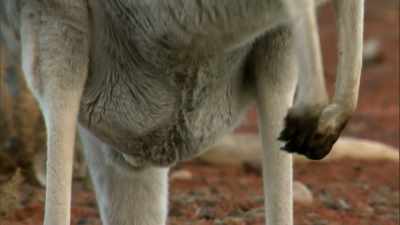 One of the main differences between
marsupials and other mammals - Modern Dinosaurs