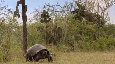 One of the most ancient
animals on Earth. - The Secret Lives of Animals