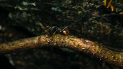 One of the rainforest's smallest animals - The Secret Lives of Animals