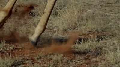 One of the things
I found about the giraffe - The Woman Who Loves Giraffes