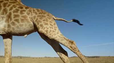 One of the things,
of course, is how they move. - The Woman Who Loves Giraffes