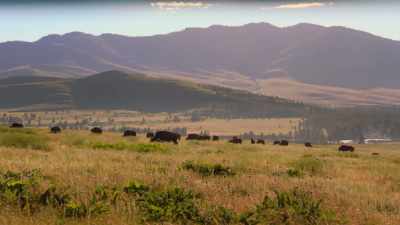 One of them, a little bull, - The American Buffalo