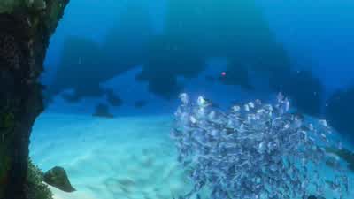 One quick question. - Finding Nemo