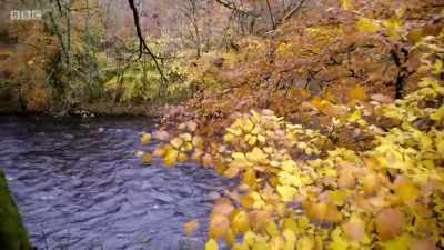 One remarkable animal
swims against this torrent - Wales: Land of the Wild