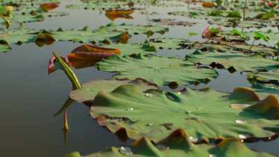 One species
has a particularly ingenious solution - Our Planet
