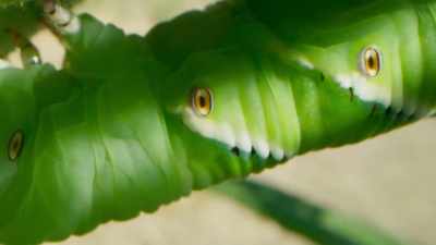 ..one that summons others - The Green Planet