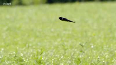One swallow may not make a summer, - Wales: Land of the Wild