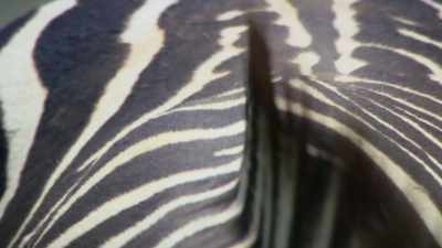 One theory is that
the black and white stripes - Attenborough's Life in Colour