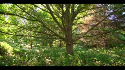 One thing we do know is that
if nature is given the chance, - Extinction: The Facts