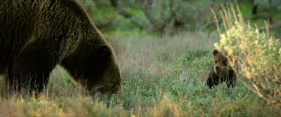One... two... three. - Grizzly Night