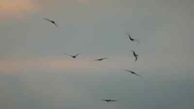 One way to take evasive action is
to simply fold their wings and drop. - Prehistoric Planet
