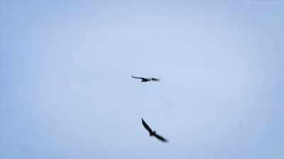One will drop it,
the other one will catch it midair, - United States of Animals