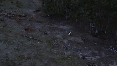 One young roo won't see another night. - Earth at Night in Color