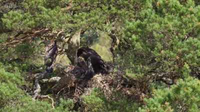 Only 1% of these native pine
forests are left, - Wild Isles