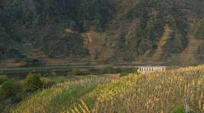 Only a few vines can survive.
That's why we mainly grow Riesling. - World's Most Scenic River Journeys