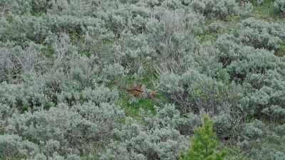 Only able to run
for short bursts, - Epic Yellowstone