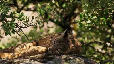 Only by protecting
the few wildernesses that remain - Seven Worlds, One Planet