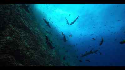 Only by protecting these seamounts - Our Oceans