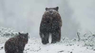 Only half of all cubs
reach a second spring. - Epic Yellowstone