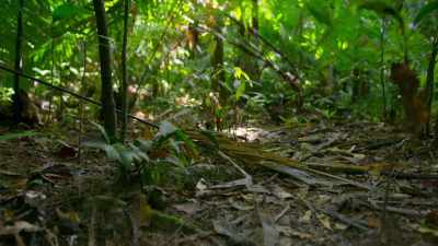 Only half of cassowary chicks
make it to adulthood... - Seven Worlds, One Planet
