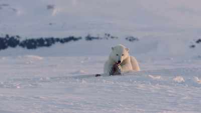 Only one in ten attempts
is successful. - Frozen Planet II