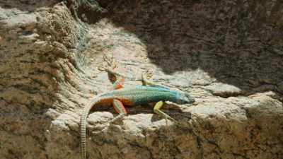 Only one male now stands
in his way... - Attenborough's Life in Colour
