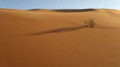 Only the greatest desert specialists
can survive here. - Our Planet