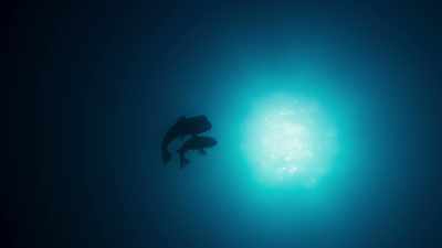 Only the largest females transform
themselves in this way. - Blue Planet II