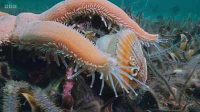 Only when the scallop feels
the predator's probing feet, - Wild Isles