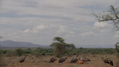 Only the scavengers win, in times like these. - Chasing the Rains