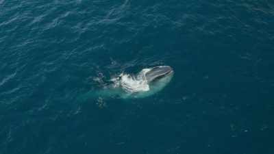 Only the Southern Ocean - Frozen Planet II