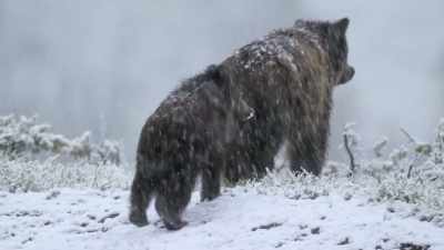 Only the toughest can survive
the bitterness to come. - Epic Yellowstone